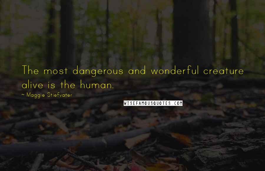 Maggie Stiefvater Quotes: The most dangerous and wonderful creature alive is the human.