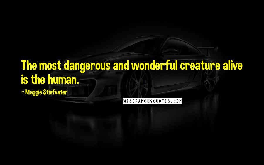 Maggie Stiefvater Quotes: The most dangerous and wonderful creature alive is the human.