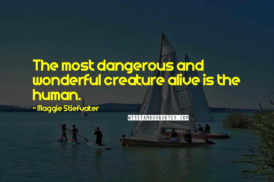 Maggie Stiefvater Quotes: The most dangerous and wonderful creature alive is the human.