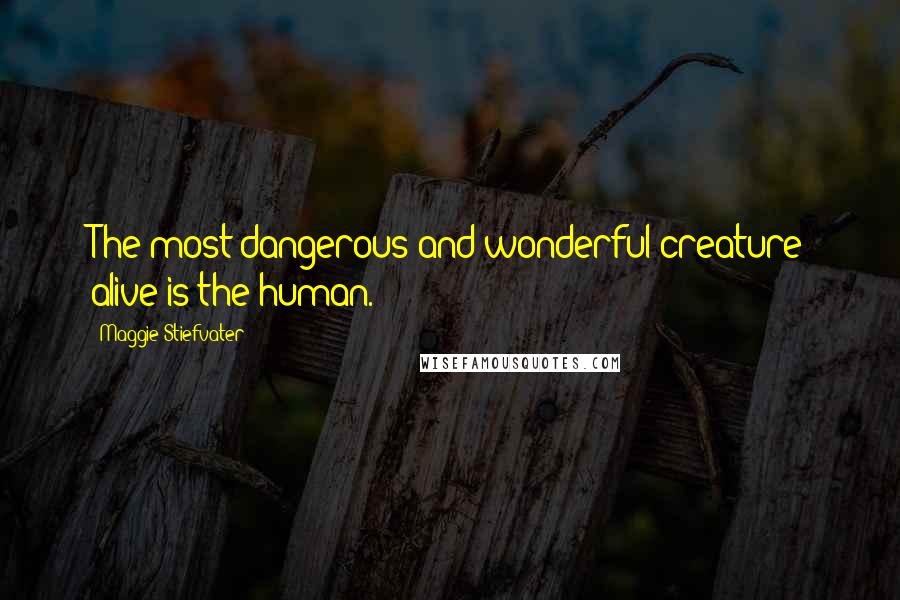 Maggie Stiefvater Quotes: The most dangerous and wonderful creature alive is the human.