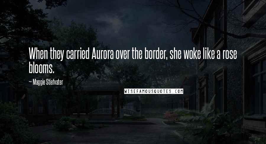 Maggie Stiefvater Quotes: When they carried Aurora over the border, she woke like a rose blooms.