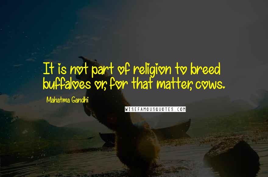 Mahatma Gandhi Quotes: It is not part of religion to breed buffaloes or, for that matter, cows.