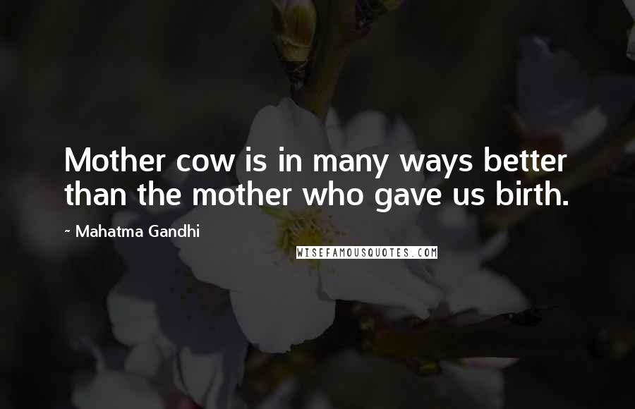 Mahatma Gandhi Quotes: Mother cow is in many ways better than the mother who gave us birth.