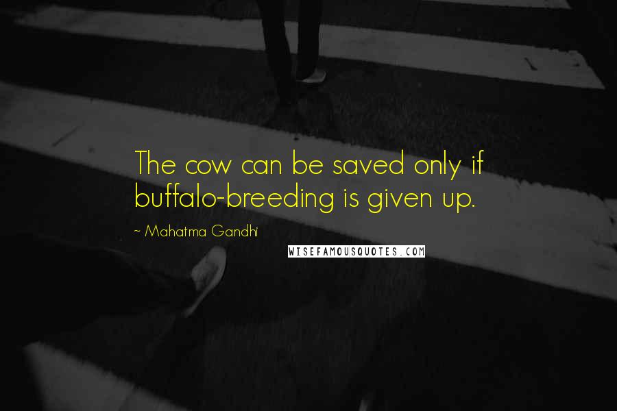 Mahatma Gandhi Quotes: The cow can be saved only if buffalo-breeding is given up.