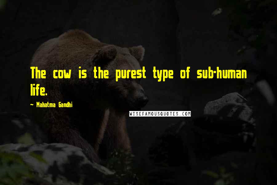 Mahatma Gandhi Quotes: The cow is the purest type of sub-human life.