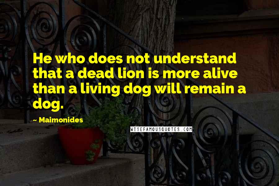 Maimonides Quotes: He who does not understand that a dead lion is more alive than a living dog will remain a dog.