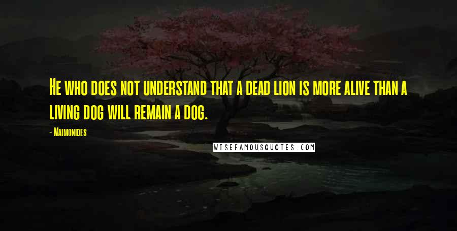 Maimonides Quotes: He who does not understand that a dead lion is more alive than a living dog will remain a dog.