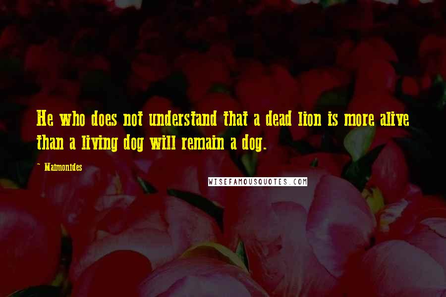 Maimonides Quotes: He who does not understand that a dead lion is more alive than a living dog will remain a dog.