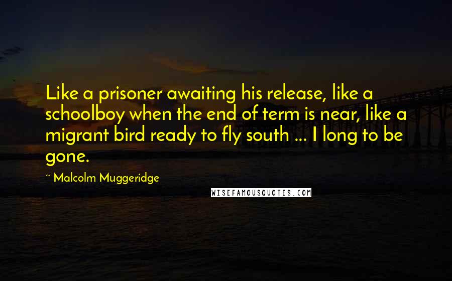 Malcolm Muggeridge Quotes: Like a prisoner awaiting his release, like a schoolboy when the end of term is near, like a migrant bird ready to fly south ... I long to be gone.