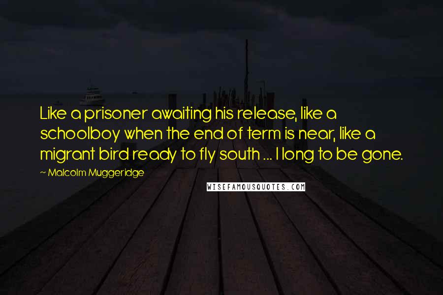 Malcolm Muggeridge Quotes: Like a prisoner awaiting his release, like a schoolboy when the end of term is near, like a migrant bird ready to fly south ... I long to be gone.