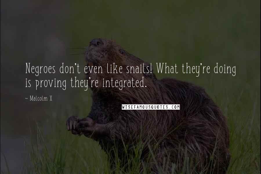 Malcolm X Quotes: Negroes don't even like snails! What they're doing is proving they're integrated.