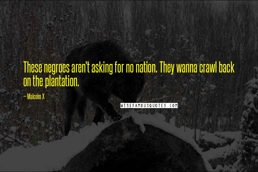 Malcolm X Quotes: These negroes aren't asking for no nation. They wanna crawl back on the plantation.