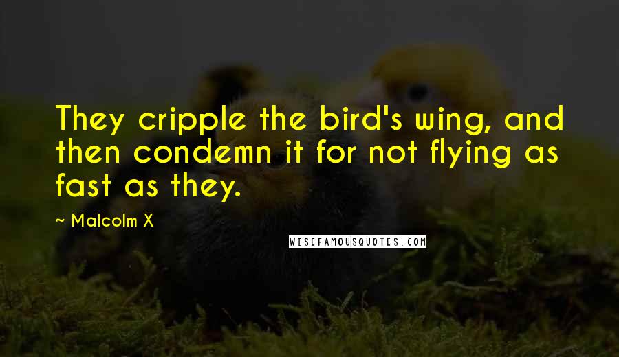 Malcolm X Quotes: They cripple the bird's wing, and then condemn it for not flying as fast as they.