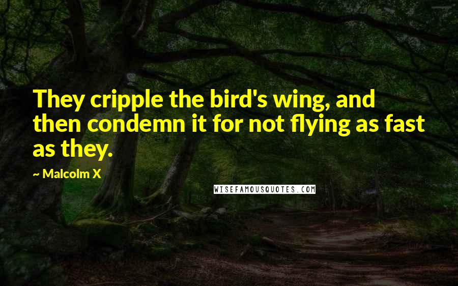 Malcolm X Quotes: They cripple the bird's wing, and then condemn it for not flying as fast as they.