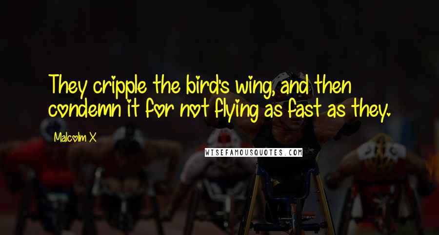 Malcolm X Quotes: They cripple the bird's wing, and then condemn it for not flying as fast as they.