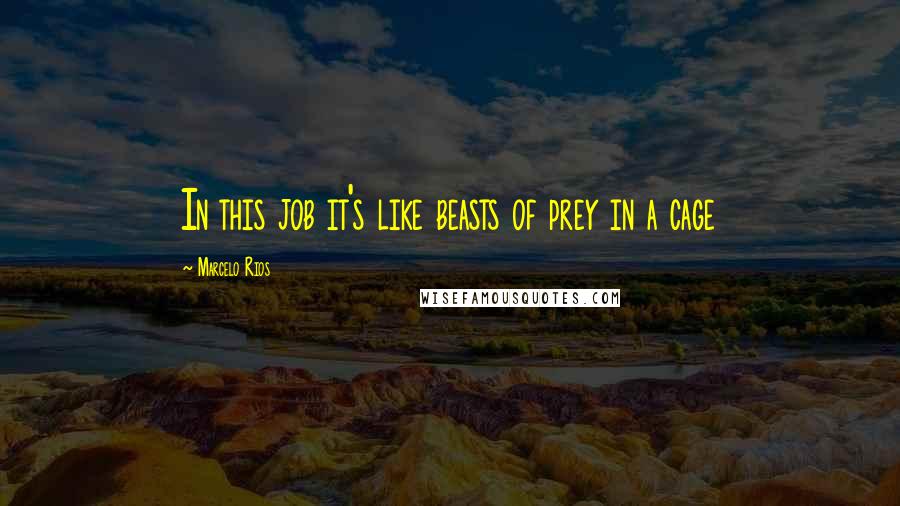 Marcelo Rios Quotes: In this job it's like beasts of prey in a cage