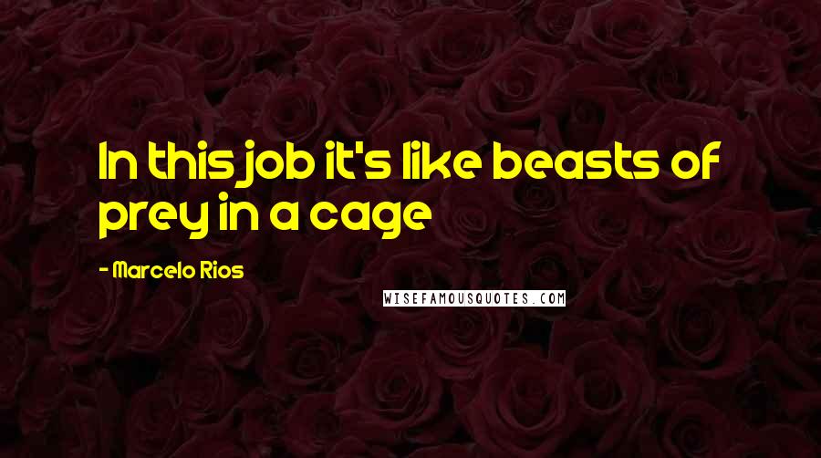 Marcelo Rios Quotes: In this job it's like beasts of prey in a cage