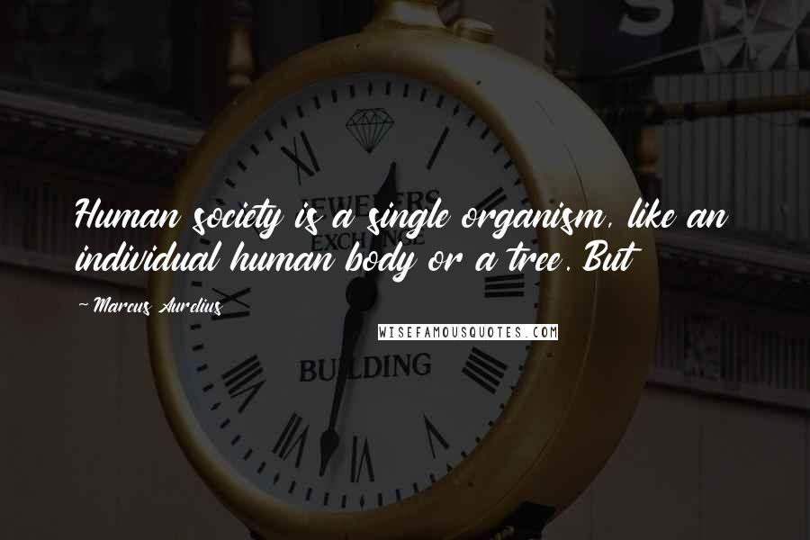 Marcus Aurelius Quotes: Human society is a single organism, like an individual human body or a tree. But