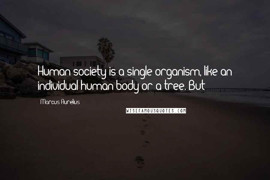 Marcus Aurelius Quotes: Human society is a single organism, like an individual human body or a tree. But
