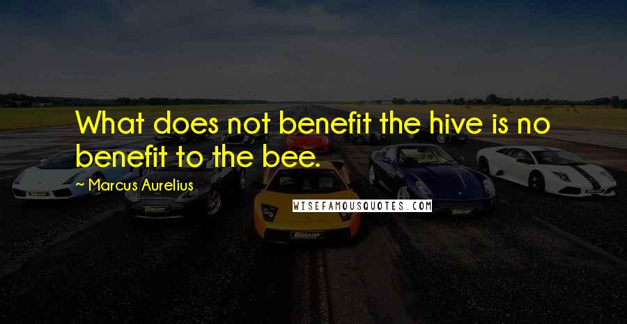 Marcus Aurelius Quotes: What does not benefit the hive is no benefit to the bee.