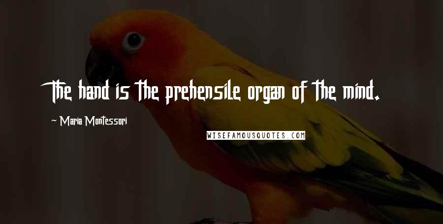 Maria Montessori Quotes: The hand is the prehensile organ of the mind.