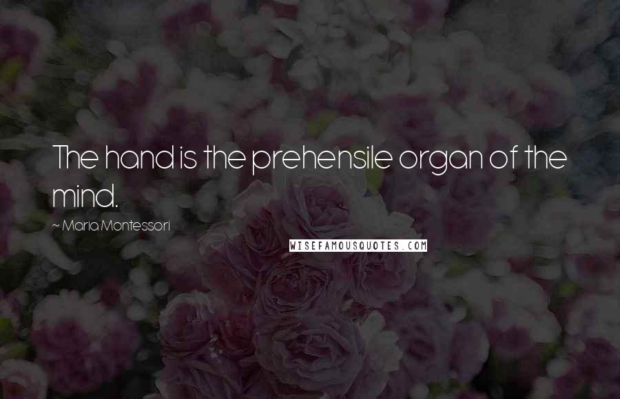 Maria Montessori Quotes: The hand is the prehensile organ of the mind.