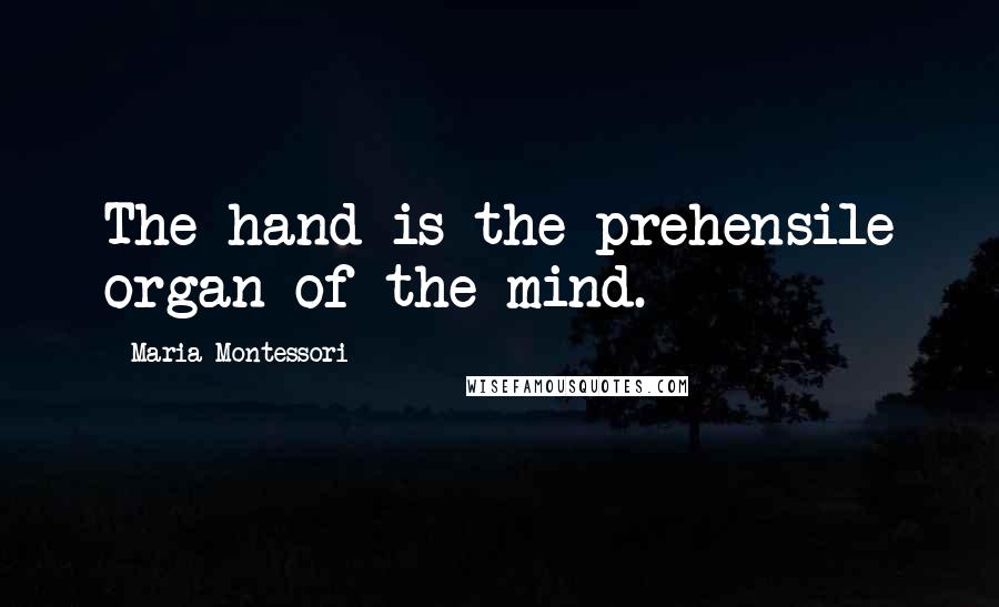 Maria Montessori Quotes: The hand is the prehensile organ of the mind.
