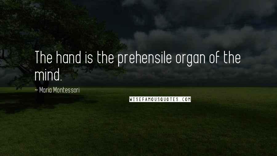 Maria Montessori Quotes: The hand is the prehensile organ of the mind.