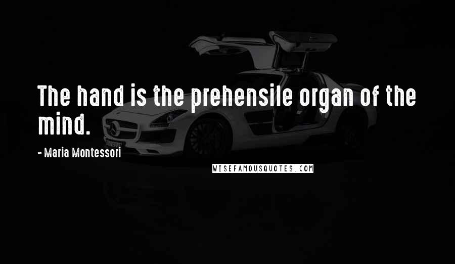 Maria Montessori Quotes: The hand is the prehensile organ of the mind.