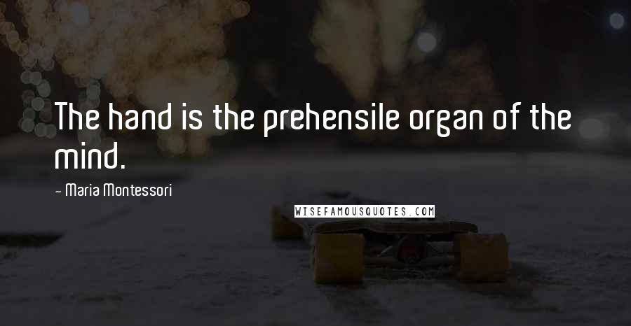 Maria Montessori Quotes: The hand is the prehensile organ of the mind.