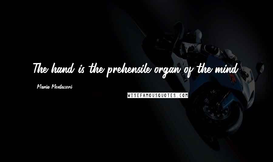 Maria Montessori Quotes: The hand is the prehensile organ of the mind.