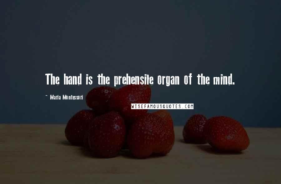 Maria Montessori Quotes: The hand is the prehensile organ of the mind.