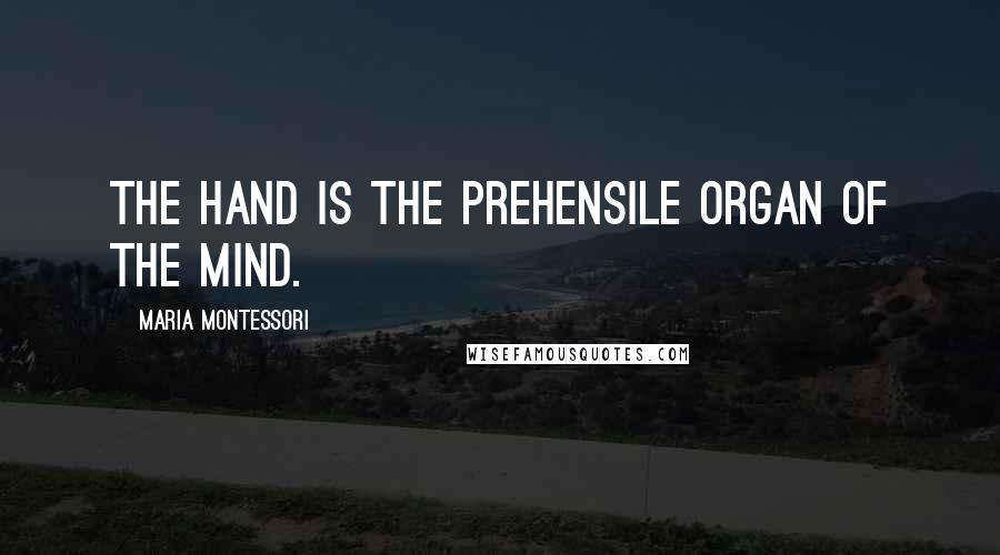 Maria Montessori Quotes: The hand is the prehensile organ of the mind.