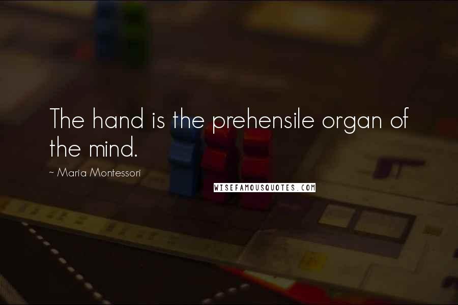 Maria Montessori Quotes: The hand is the prehensile organ of the mind.