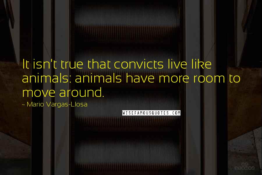 Mario Vargas-Llosa Quotes: It isn't true that convicts live like animals: animals have more room to move around.