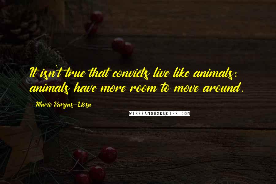 Mario Vargas-Llosa Quotes: It isn't true that convicts live like animals: animals have more room to move around.