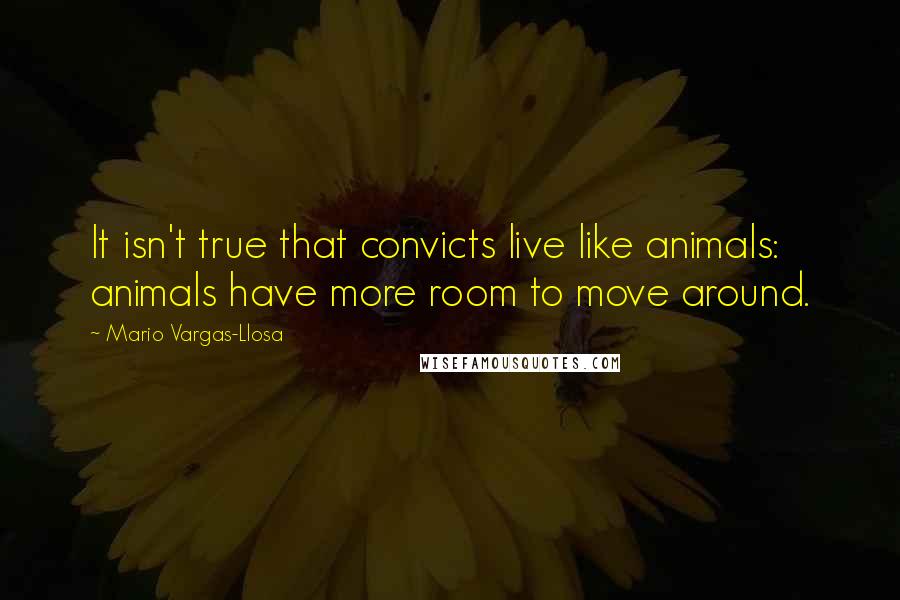 Mario Vargas-Llosa Quotes: It isn't true that convicts live like animals: animals have more room to move around.