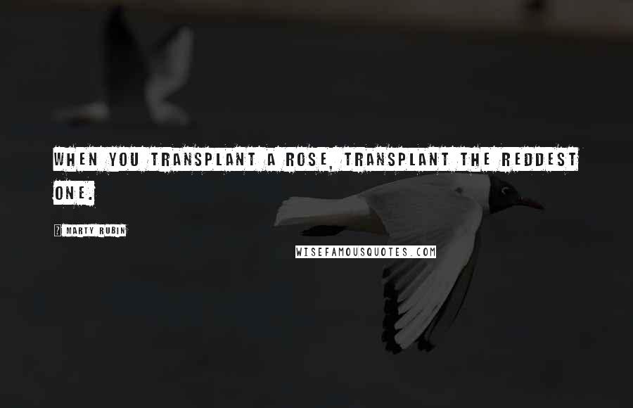 Marty Rubin Quotes: When you transplant a rose, transplant the reddest one.