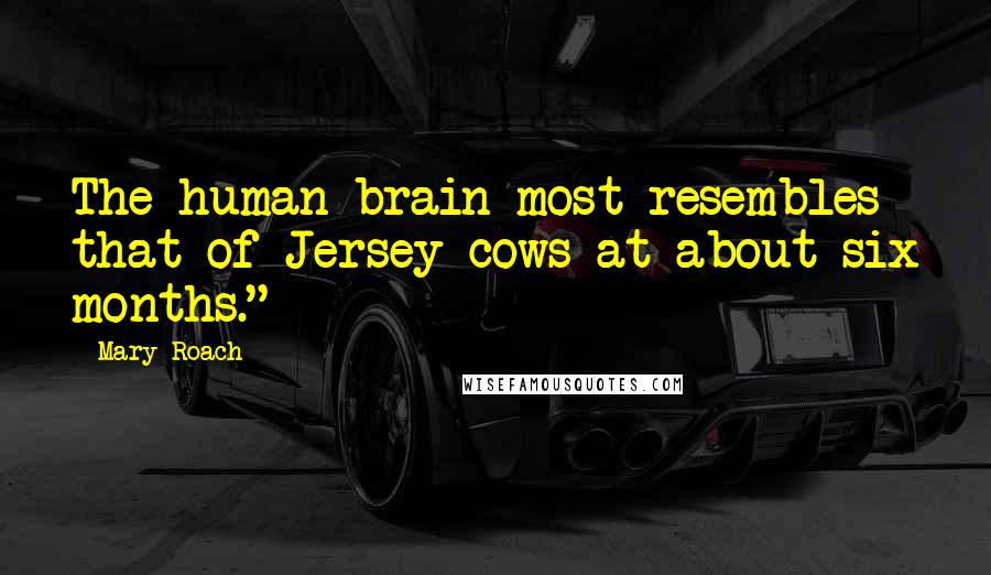 Mary Roach Quotes: The human brain most resembles that of Jersey cows at about six months."*