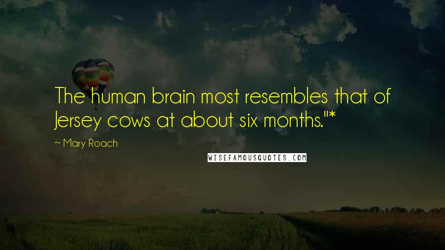 Mary Roach Quotes: The human brain most resembles that of Jersey cows at about six months."*