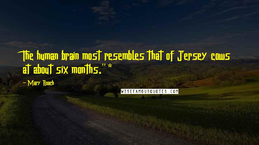 Mary Roach Quotes: The human brain most resembles that of Jersey cows at about six months."*