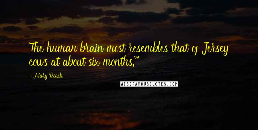 Mary Roach Quotes: The human brain most resembles that of Jersey cows at about six months."*