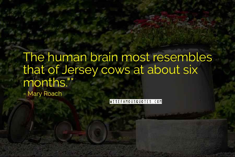 Mary Roach Quotes: The human brain most resembles that of Jersey cows at about six months."*