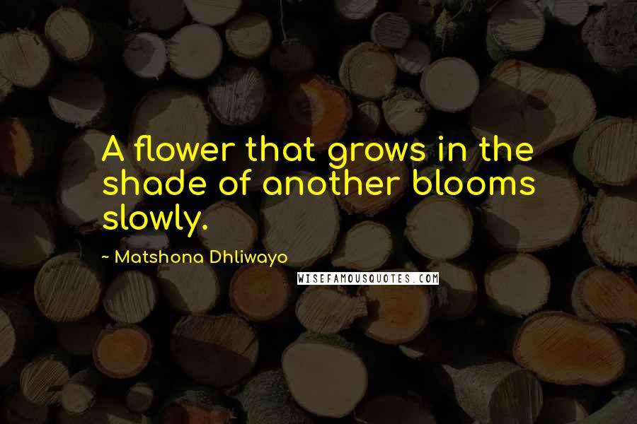 Matshona Dhliwayo Quotes: A flower that grows in the shade of another blooms slowly.