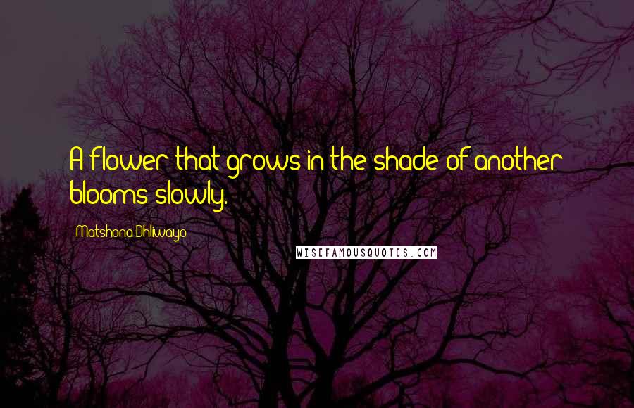 Matshona Dhliwayo Quotes: A flower that grows in the shade of another blooms slowly.