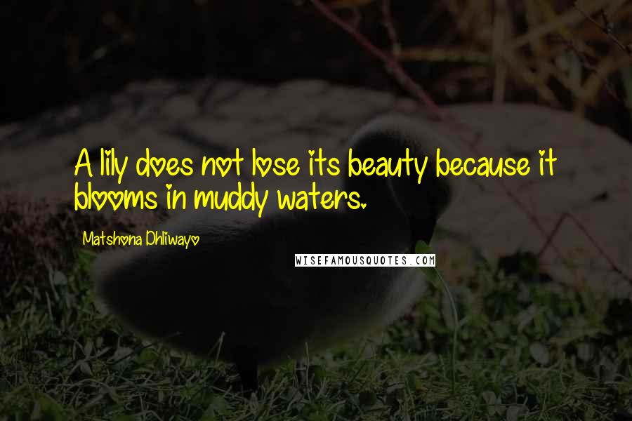 Matshona Dhliwayo Quotes: A lily does not lose its beauty because it blooms in muddy waters.