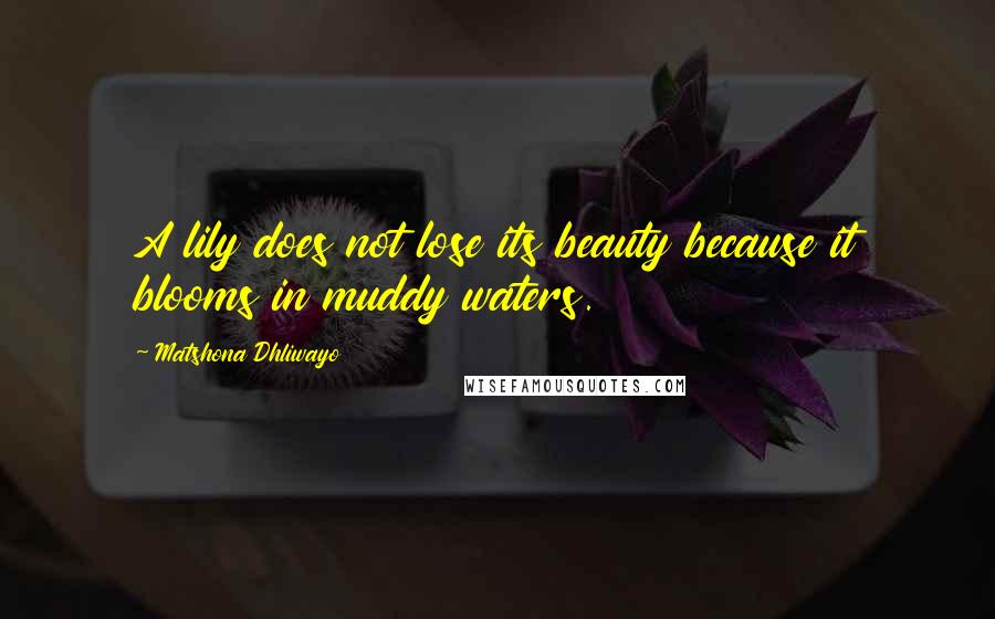 Matshona Dhliwayo Quotes: A lily does not lose its beauty because it blooms in muddy waters.