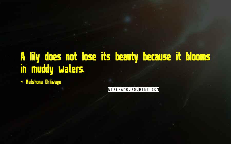 Matshona Dhliwayo Quotes: A lily does not lose its beauty because it blooms in muddy waters.