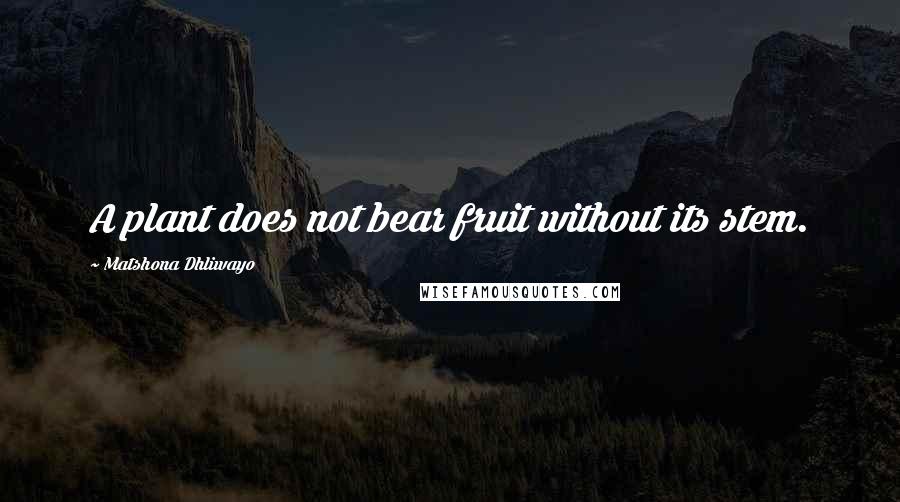 Matshona Dhliwayo Quotes: A plant does not bear fruit without its stem.