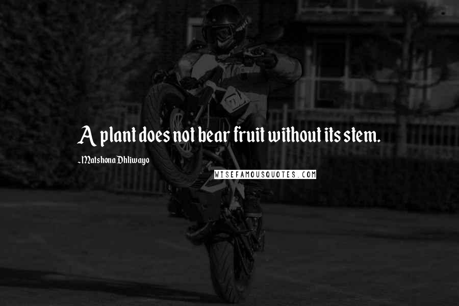 Matshona Dhliwayo Quotes: A plant does not bear fruit without its stem.